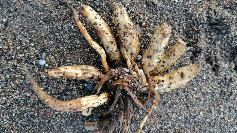 Toxic plant washing up on shore – beware!